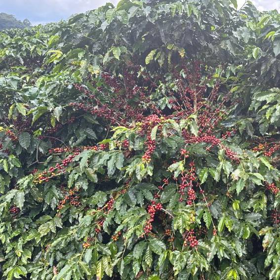 A9FC0EFF-4A94-492B-8F03-2870D0C3FF78